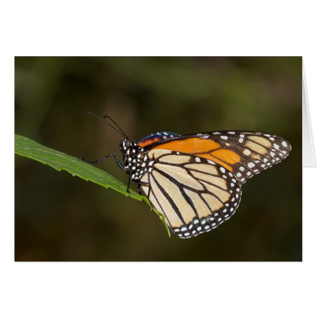 Monarch op een blad (Voorkant Horizontaal)