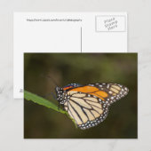 Monarch op een blad briefkaart (Voorkant / Achterkant)