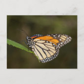 Monarch op een blad briefkaart (Voorkant)