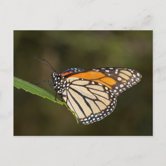 Monarch op een blad briefkaart (Voorkant)