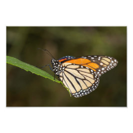 Monarch op een blad foto afdruk