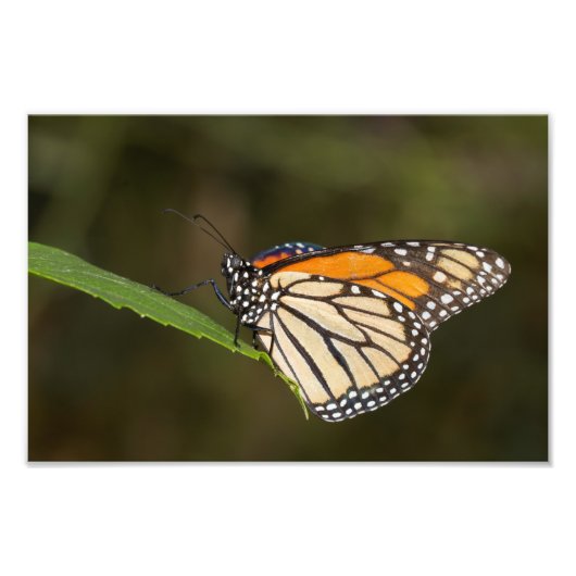 Monarch op een blad foto afdruk (Voorkant)