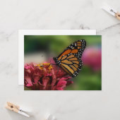 Monarch op een zinnia - plat Wenskaart Kaart (Voorkant / Achterkant in situ)
