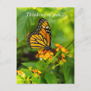 Monarch op Lantana Briefkaart