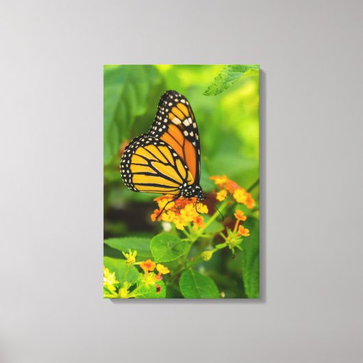 Monarch op Lantana Canvas Afdruk (Voorkant)