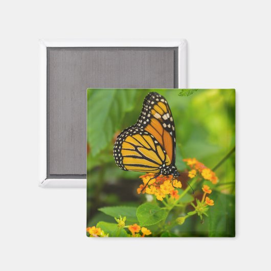 Monarch op Lantana Magneet (Voorkant / Achterkant)