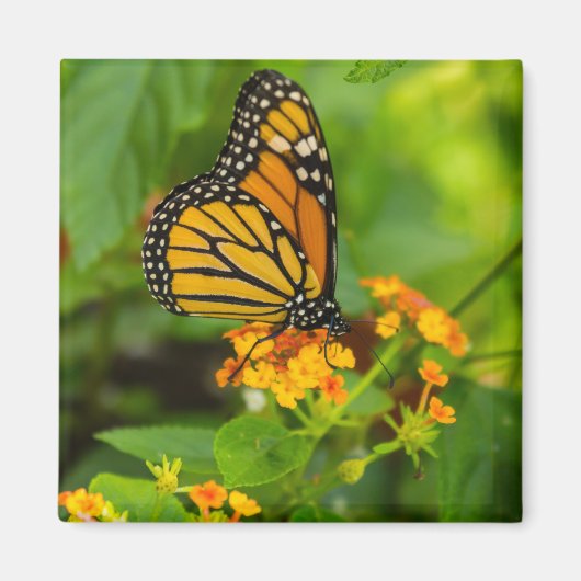 Monarch op Lantana Magneet (Voorkant)