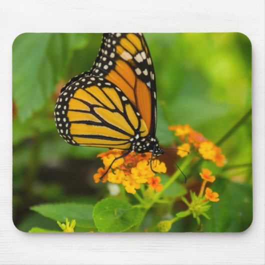 Monarch op Lantana Muismat (Voorkant)
