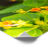 Monarch op Lantana Poster (Hoek)