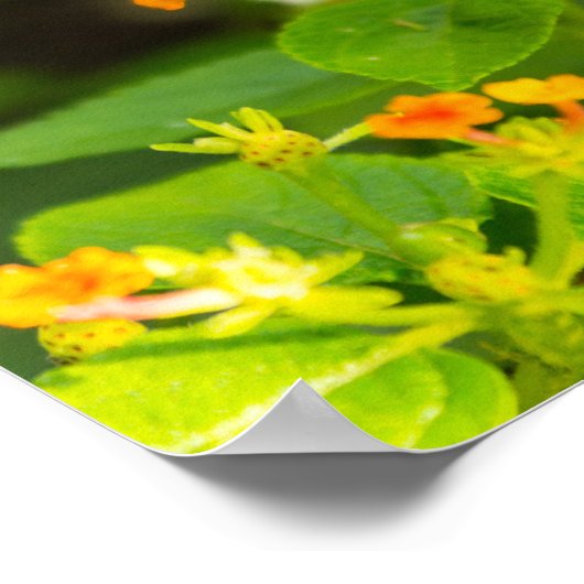 Monarch op Lantana Poster (Hoek)