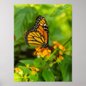 Monarch op Lantana Poster (Voorkant)