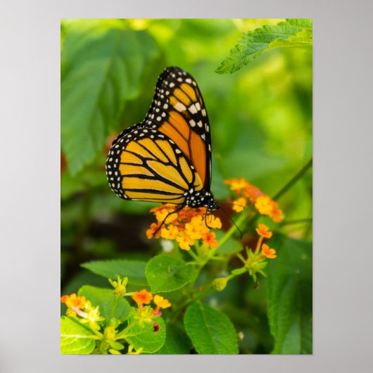 Monarch op Lantana Poster (Voorkant)