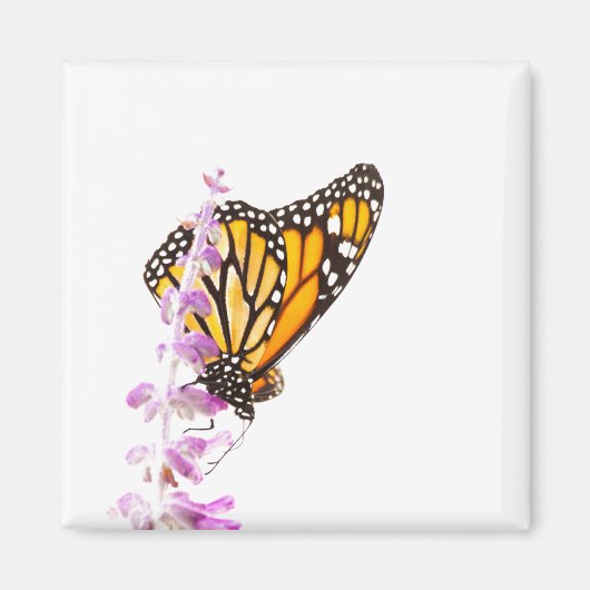 Monarch op lavendel magneet (Voorkant)