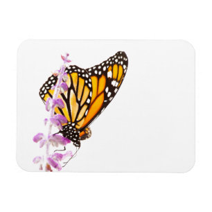 Monarch op lavendel magneet