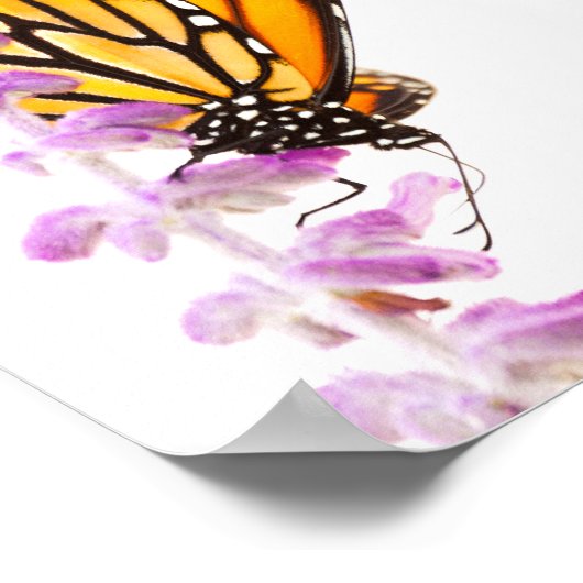 Monarch op lavendel poster (Hoek)