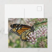 Monarch op Milkweed Briefkaart (Voorkant / Achterkant)