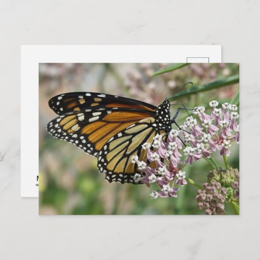 Monarch op Milkweed Briefkaart (Voorkant / Achterkant)