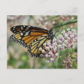 Monarch op Milkweed Briefkaart (Voorkant)