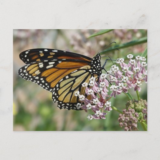 Monarch op Milkweed Briefkaart (Voorkant)