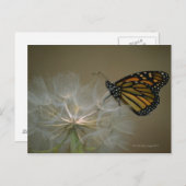 Monarch op paardenbloem briefkaart (Voorkant / Achterkant)