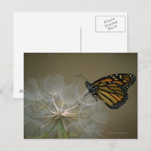 Monarch op paardenbloem briefkaart (Voorkant / Achterkant)