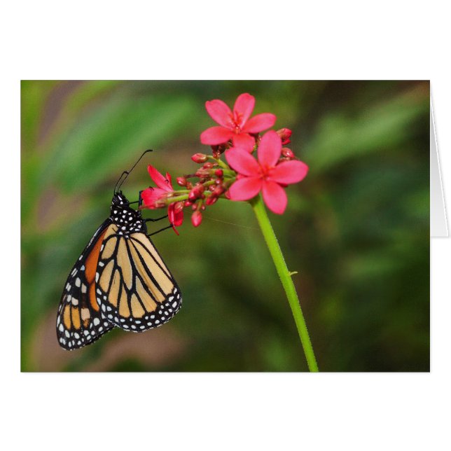 Monarch op Penta-bloemen (Voorkant Horizontaal)