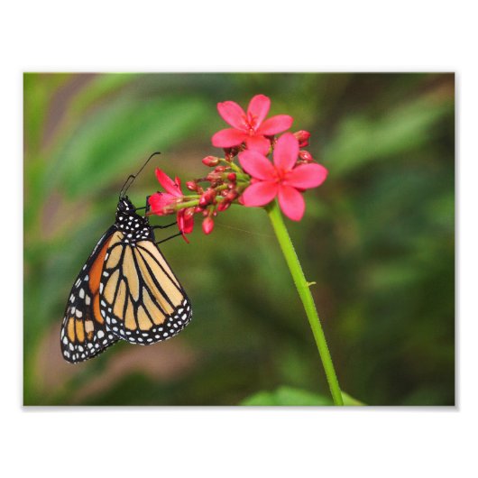 Monarch op Penta-bloemen Foto Afdruk (Voorkant)