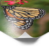 Monarch op Penta-bloemen Foto Afdruk (Hoek)