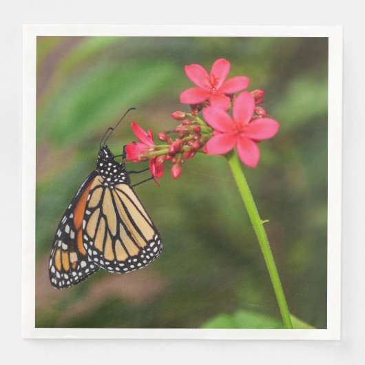 Monarch op Penta-bloemen Servet (Voorkant)