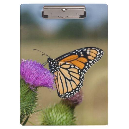 Monarch op weide Distel Prairie Ridge Klembord (Voorkant)