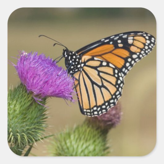 Monarch op weide Distel Prairie Ridge Vierkante Sticker (Voorkant)