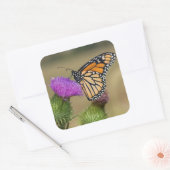 Monarch op weide Distel Prairie Ridge Vierkante Sticker (Envelop)