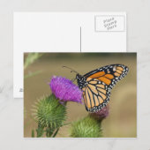Monarch op weide Vederdistel Prairie Ridge Briefkaart (Voorkant / Achterkant)