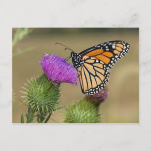 Monarch op weide Vederdistel Prairie Ridge Briefkaart