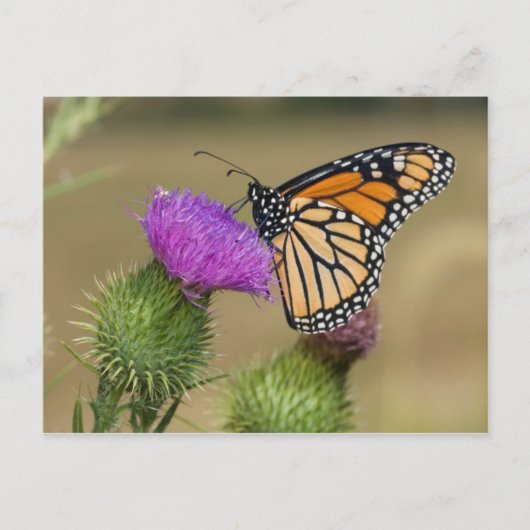Monarch op weide Vederdistel Prairie Ridge Briefkaart (Voorkant)