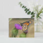 Monarch op weide Vederdistel Prairie Ridge Briefkaart (Staand voorkant)