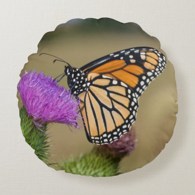 Monarch op weide Vederdistel Prairie Ridge Rond Kussen (Voorkant)