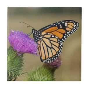 Monarch op weide Vederdistel Prairie Ridge Tegeltje