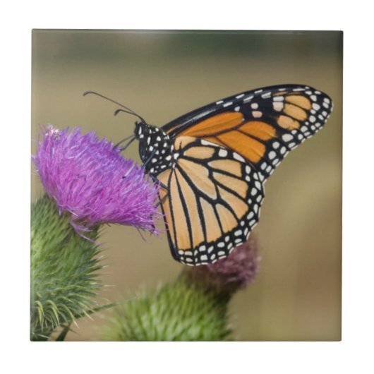 Monarch op weide Vederdistel Prairie Ridge Tegeltje (Voorkant)
