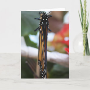 Monarch poseerde kaart