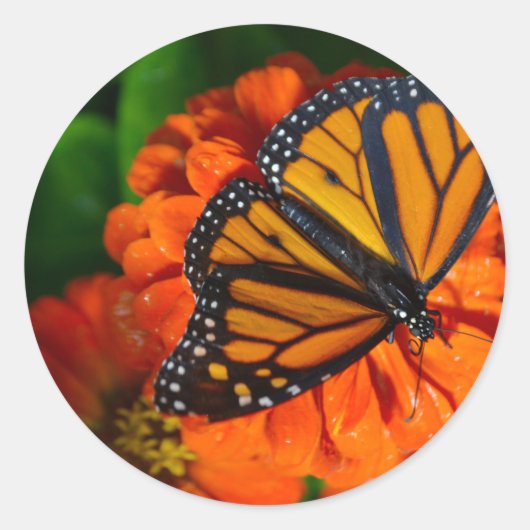 Monarch Ronde Sticker (Voorkant)
