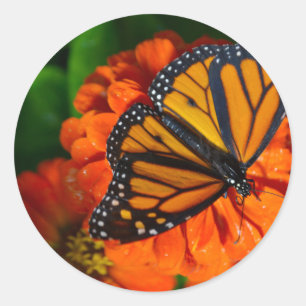 Monarch Ronde Sticker