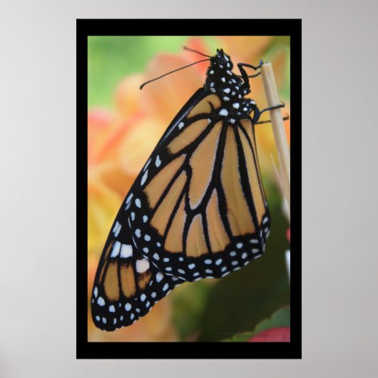 Monarch Royal Poster (Voorkant)