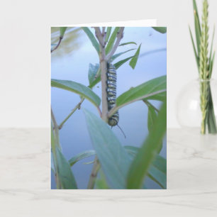 "Monarch Rups #1" Pasen Kaart