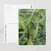 Monarch rups op gemeenschappelijke Milkweed Briefk Briefkaart (Voorkant / Achterkant)