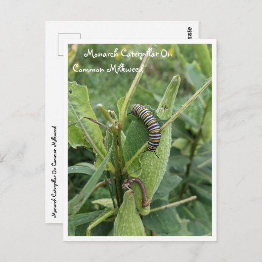 Monarch rups op gemeenschappelijke Milkweed Briefk Briefkaart (Voorkant / Achterkant)
