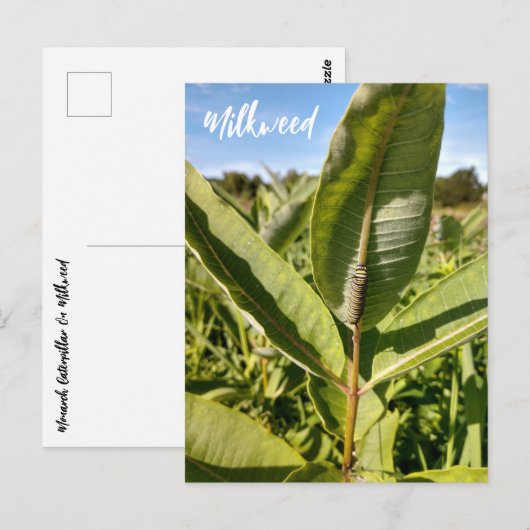 Monarch rups op Milkweed Briefkaart (Voorkant / Achterkant)