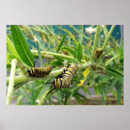 Monarch Rups Poster