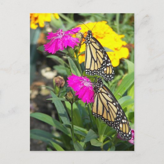 Monarch Twins #2-briefkaart Briefkaart (Voorkant)