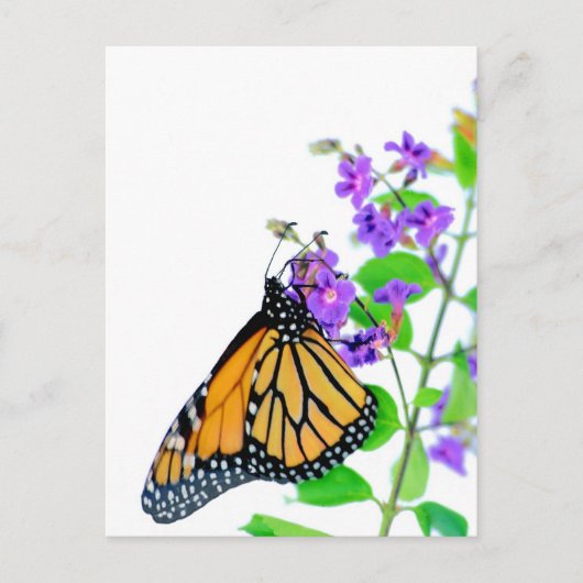 Monarch van Blossom Briefkaart (Voorkant)